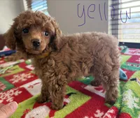 Yellow girl, a female Poodle - Toy  for sale in Clinton, OK – 2 of 2