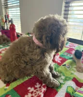 Pink collar, a female Poodle - Toy  for sale in Clinton, OK – 2 of 2
