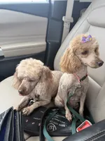 Red boy, a male Poodle - Toy  for sale in Clinton, OK – 3 of 3