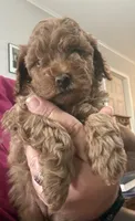 Red boy, a male Poodle - Toy  for sale in Clinton, OK – 1 of 3