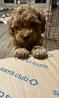 Red boy, a male Poodle - Toy  for sale in Clinton, OK – 2 of 3