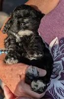 Lucy, a female Cocker Spaniel for sale in Milford, NH – 2 of 2