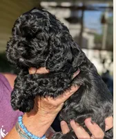 Bruce, a male Cocker Spaniel for sale in Milford, NH – 2 of 4
