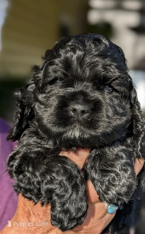 Bruce – Cocker Spaniel puppy for sale in Milford, NH