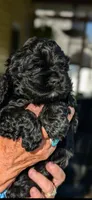 Bruce, a male Cocker Spaniel for sale in Milford, NH – 3 of 4