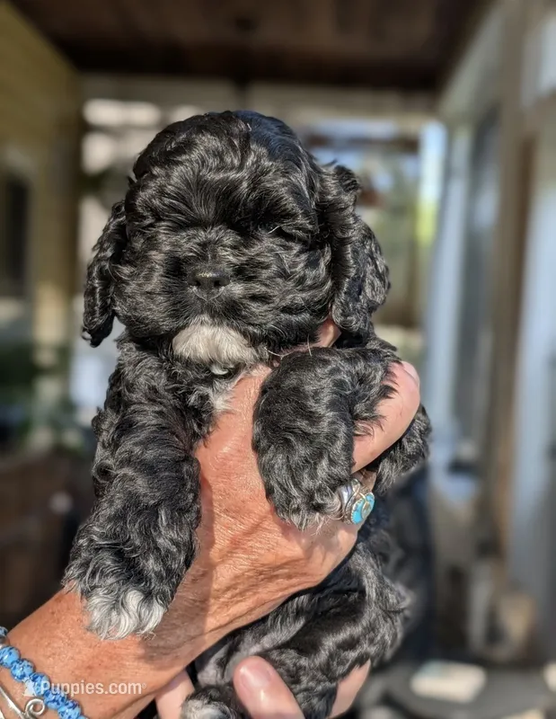 Lucy – Cocker Spaniel puppy for sale in Milford, NH