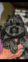 Bruce, a male Cocker Spaniel for sale in Milford, NH – 4 of 4