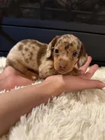 Chico, a male Miniature Dachshund for sale in Stilwell, OK – Photo 10 of 10