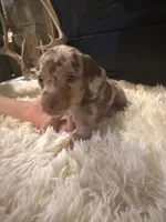 Chico, a male Miniature Dachshund for sale in Stilwell, OK – Photo 4 of 10