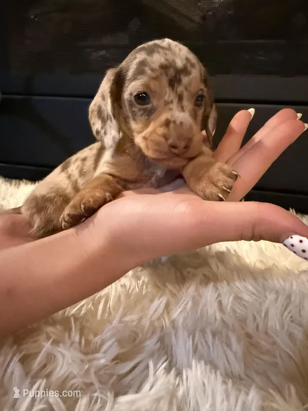 Chico, a male Miniature Dachshund for sale in Stilwell, OK – Photo 1 of 10