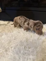 Chico, a male Miniature Dachshund for sale in Stilwell, OK – Photo 6 of 10