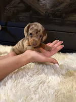 Chico, a male Miniature Dachshund for sale in Stilwell, OK – Photo 9 of 10