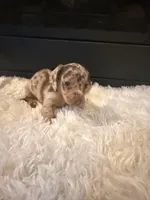 Chico, a male Miniature Dachshund for sale in Stilwell, OK – Photo 2 of 10