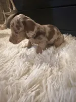 Chico, a male Miniature Dachshund for sale in Stilwell, OK – Photo 3 of 10