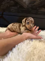 Chico, a male Miniature Dachshund for sale in Stilwell, OK – Photo 7 of 10