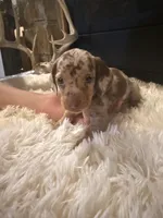 Chico, a male Miniature Dachshund for sale in Stilwell, OK – Photo 5 of 10