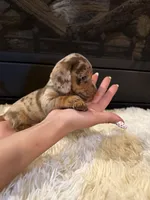 Chico, a male Miniature Dachshund for sale in Stilwell, OK – Photo 8 of 10