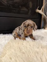 Charley, a male Miniature Dachshund for sale in Stilwell, OK – Photo 7 of 10