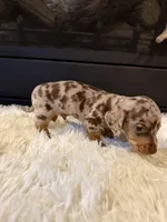 Charley, a male Miniature Dachshund for sale in Stilwell, OK – Photo 9 of 10