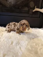 Charley, a male Miniature Dachshund for sale in Stilwell, OK – Photo 8 of 10