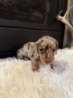 Charley, a male Miniature Dachshund for sale in Stilwell, OK – Photo 2 of 10