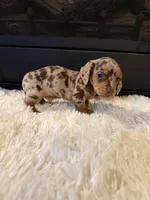 Charley, a male Miniature Dachshund for sale in Stilwell, OK – Photo 10 of 10