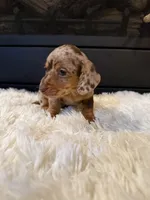 Charley, a male Miniature Dachshund for sale in Stilwell, OK – Photo 4 of 10