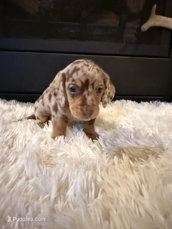 Charley, a male Miniature Dachshund for sale in Stilwell, OK – Photo 1 of 10