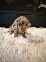 Charley, a male Miniature Dachshund for sale in Stilwell, OK – Photo 1 of 10