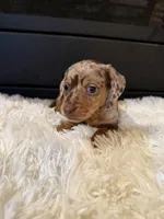 Charley, a male Miniature Dachshund for sale in Stilwell, OK – Photo 3 of 10