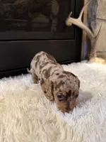 Charley, a male Miniature Dachshund for sale in Stilwell, OK – Photo 5 of 10