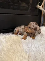 Charley, a male Miniature Dachshund for sale in Stilwell, OK – Photo 6 of 10