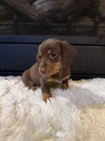 Choco, a male Miniature Dachshund for sale in Stilwell, OK – Photo 5 of 10