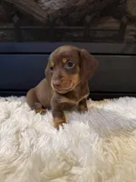 Choco, a male Miniature Dachshund for sale in Stilwell, OK – Photo 4 of 10