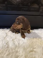 Choco, a male Miniature Dachshund for sale in Stilwell, OK – Photo 8 of 10