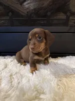 Choco, a male Miniature Dachshund for sale in Stilwell, OK – Photo 10 of 10