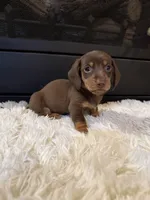 Choco, a male Miniature Dachshund for sale in Stilwell, OK – Photo 3 of 10