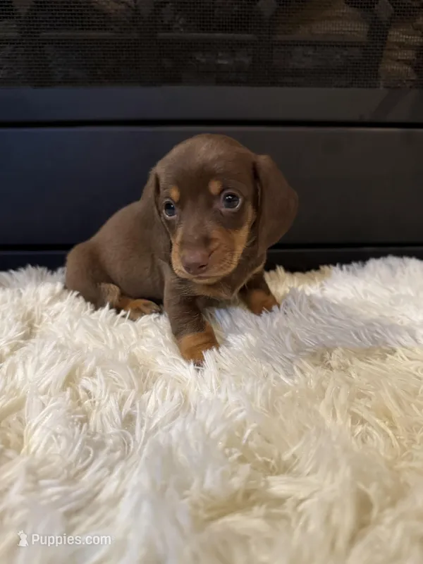 Choco, a male Miniature Dachshund for sale in Stilwell, OK – Photo 1 of 10
