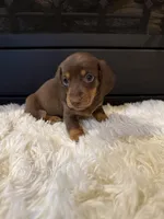 Choco, a male Miniature Dachshund for sale in Stilwell, OK – Photo 1 of 10