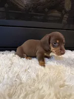 Choco, a male Miniature Dachshund for sale in Stilwell, OK – Photo 7 of 10