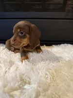 Choco, a male Miniature Dachshund for sale in Stilwell, OK – Photo 9 of 10