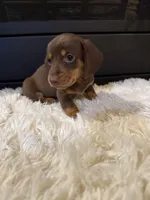 Choco, a male Miniature Dachshund for sale in Stilwell, OK – Photo 2 of 10