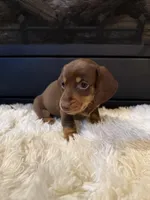 Choco, a male Miniature Dachshund for sale in Stilwell, OK – Photo 6 of 10