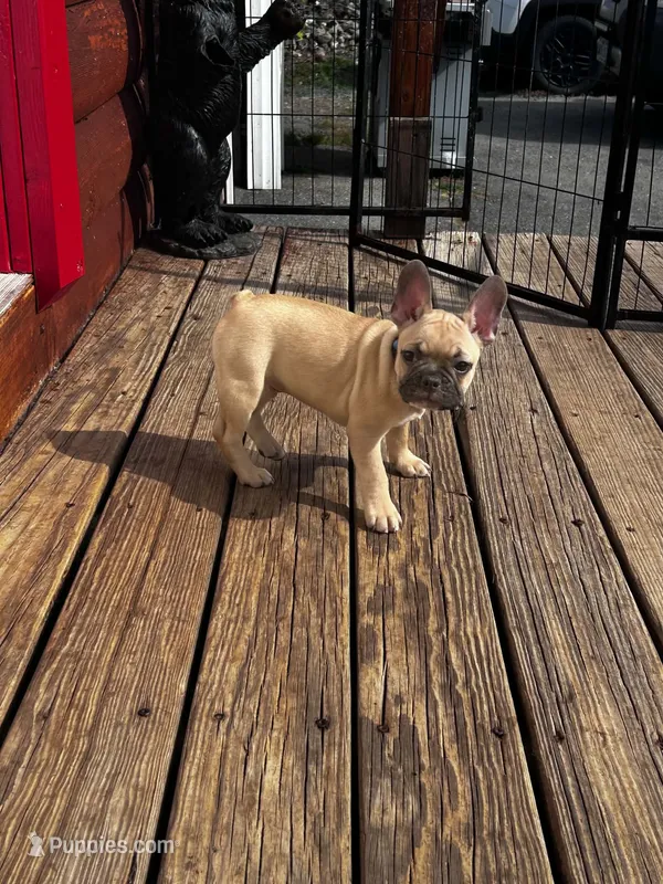 Mystery – Frenchton puppy for sale in Winterville, ME
