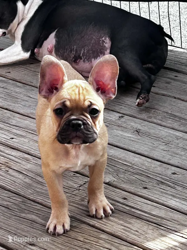 Rocky – Frenchton puppy for sale in Winterville, ME