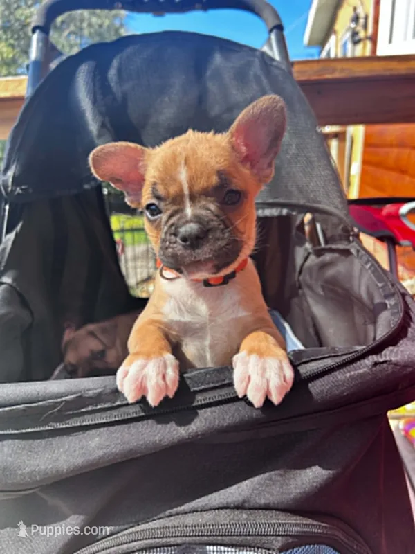 Zoey – Frenchton puppy for sale in Winterville, ME