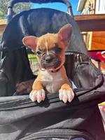 Zoey, a female Frenchton for sale in Winterville, ME – 1 of 1
