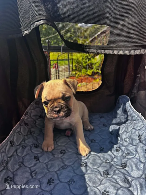 Rocky – Frenchton puppy for sale in Winterville, ME