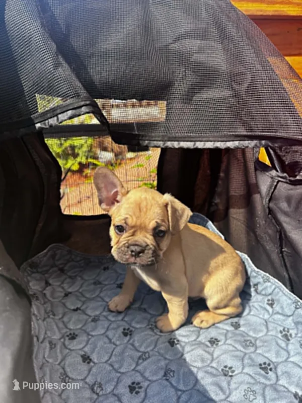 Mystery – Frenchton puppy for sale in Winterville, ME