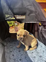 Mystery, a male Frenchton for sale in Winterville, ME – 1 of 1